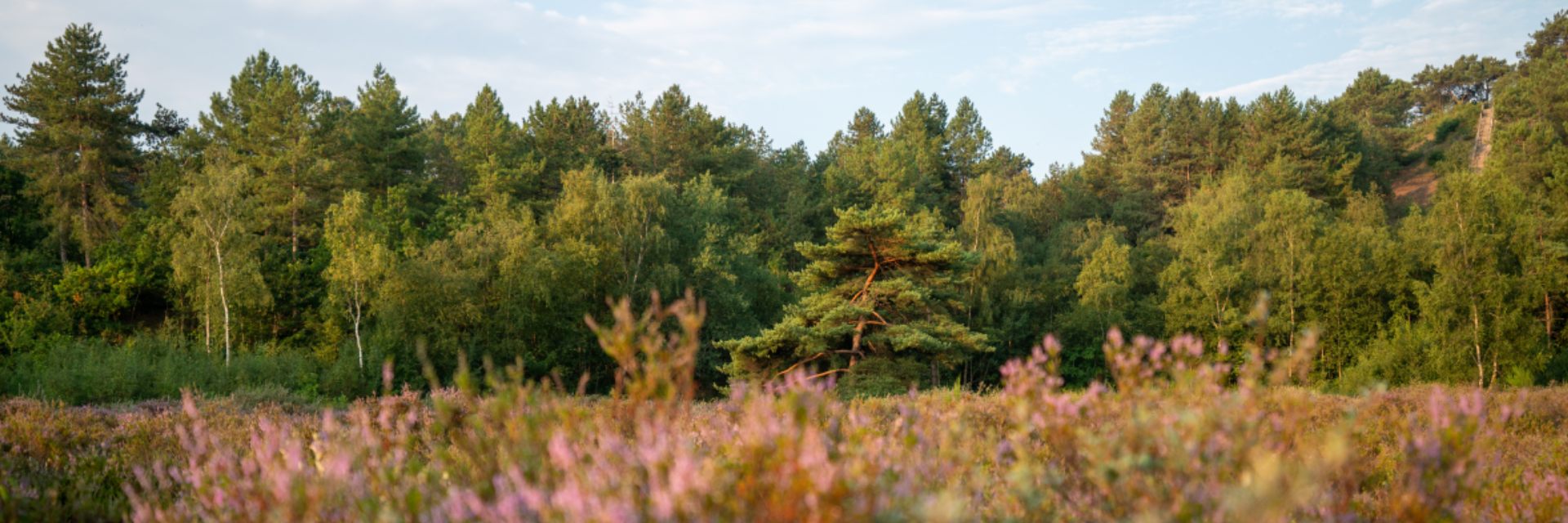 Heide en bomen in Schoorl met zonlicht